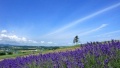 鸡八插进少妇的逼里面日本一地6日游  境外旅游 6880元/人